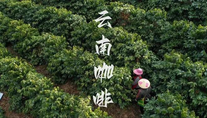 彩云之南的馥郁传奇开元棋牌云南咖啡：(图6)