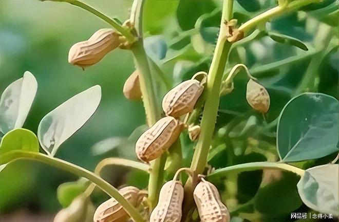 新闻：比段子更精彩的未曝光事件开元棋牌2025年啼笑皆非奇葩(图4)